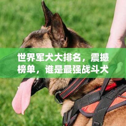 世界军犬大排名，震撼榜单，谁是最强战斗犬？