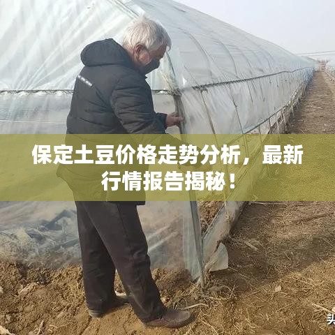 保定土豆价格走势分析，最新行情报告揭秘！