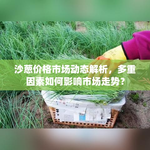 沙葱价格市场动态解析，多重因素如何影响市场走势？