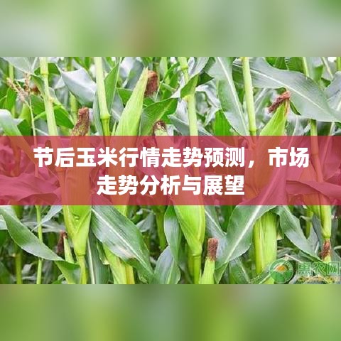 节后玉米行情走势预测，市场走势分析与展望