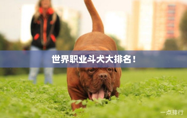 世界职业斗犬大排名！