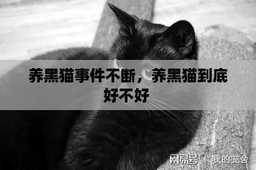 养黑猫事件不断，养黑猫到底好不好 