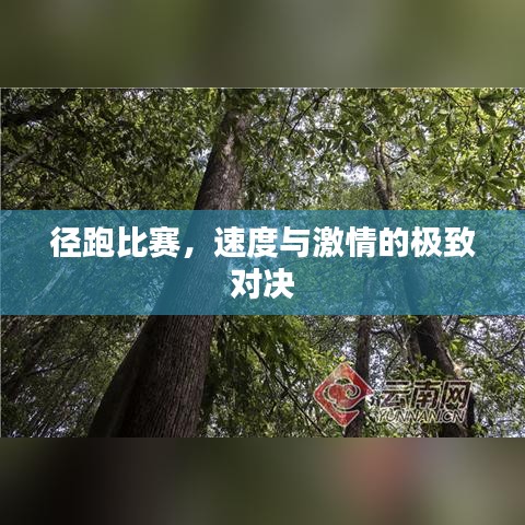 径跑比赛，速度与激情的极致对决