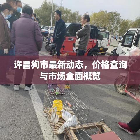 许昌狗市最新动态，价格查询与市场全面概览