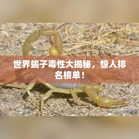 世界蝎子毒性大揭秘，惊人排名榜单！