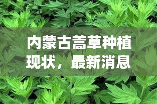 内蒙古蒿草种植现状，最新消息揭秘！