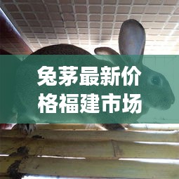 兔茅最新价格福建市场走势及分析