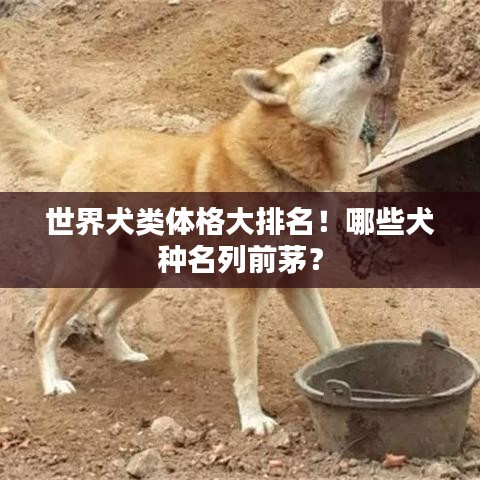 世界犬类体格大排名！哪些犬种名列前茅？