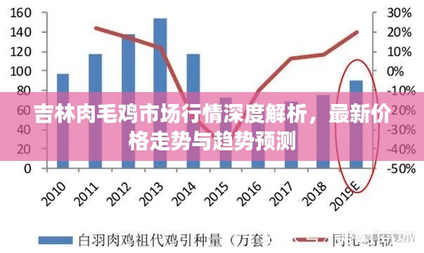 吉林肉毛鸡市场行情深度解析，最新价格走势与趋势预测