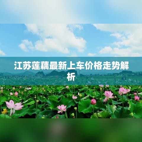 江苏莲藕最新上车价格走势解析