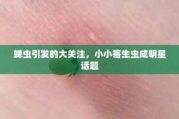 蜱虫引发的大关注，小小寄生虫成明星话题