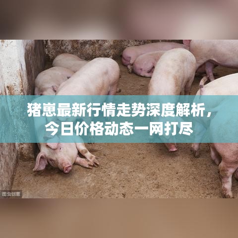 猪崽最新行情走势深度解析，今日价格动态一网打尽