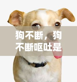 狗不断，狗不断呕吐是什么原因 