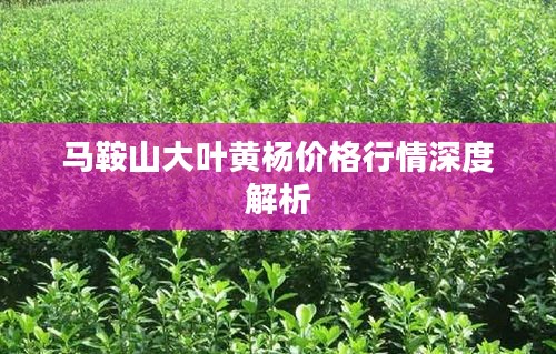 马鞍山大叶黄杨价格行情深度解析