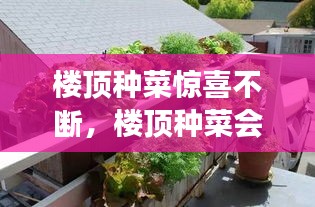 楼顶种菜惊喜不断，楼顶种菜会破坏风水吗 