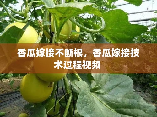 香瓜嫁接不断根，香瓜嫁接技术过程视频 