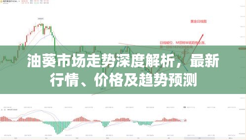 油葵市场走势深度解析，最新行情、价格及趋势预测