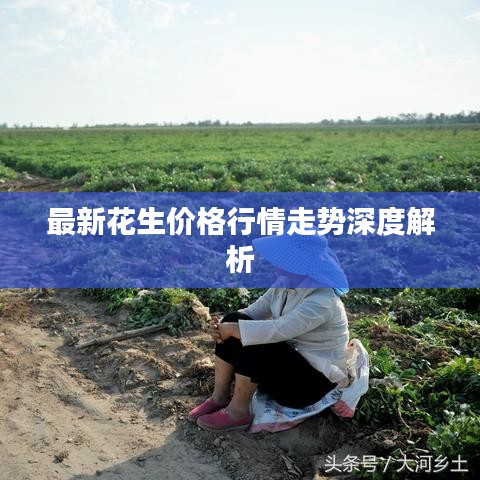 最新花生价格行情走势深度解析