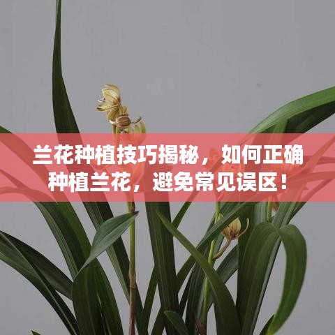 兰花种植技巧揭秘，如何正确种植兰花，避免常见误区！