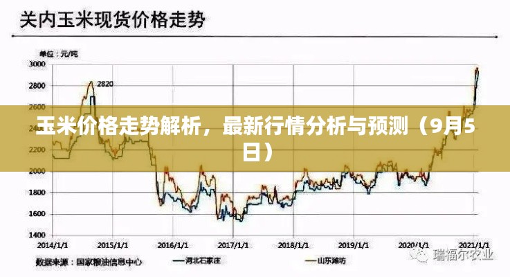 玉米价格走势解析，最新行情分析与预测（9月5日）