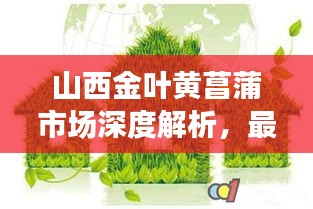 山西金叶黄菖蒲市场深度解析，最新行情与发展趋势