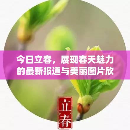 今日立春，展现春天魅力的最新报道与美丽图片欣赏