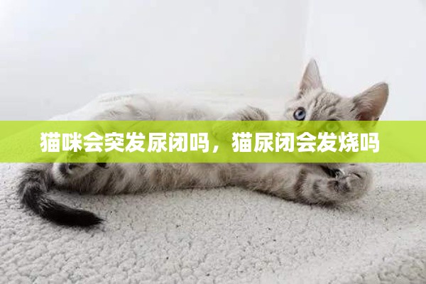 猫咪会突发尿闭吗，猫尿闭会发烧吗 