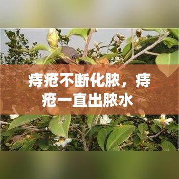 痔疮不断化脓，痔疮一直出脓水 